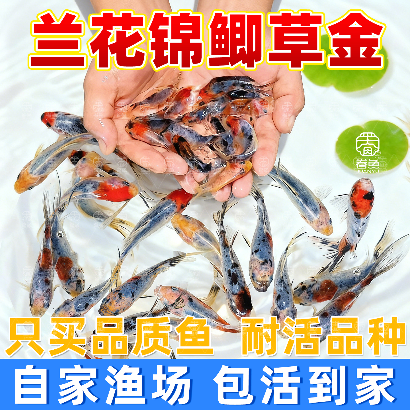 水墨兰花金鱼淡水鲫鱼好养冷水耐活兰花草花色锦鲤观赏鱼易活鱼苗