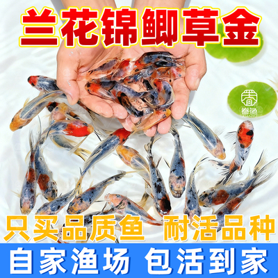 水墨兰花金鱼淡水鲫鱼好养冷水耐活兰花草花色锦鲤观赏鱼易活鱼苗