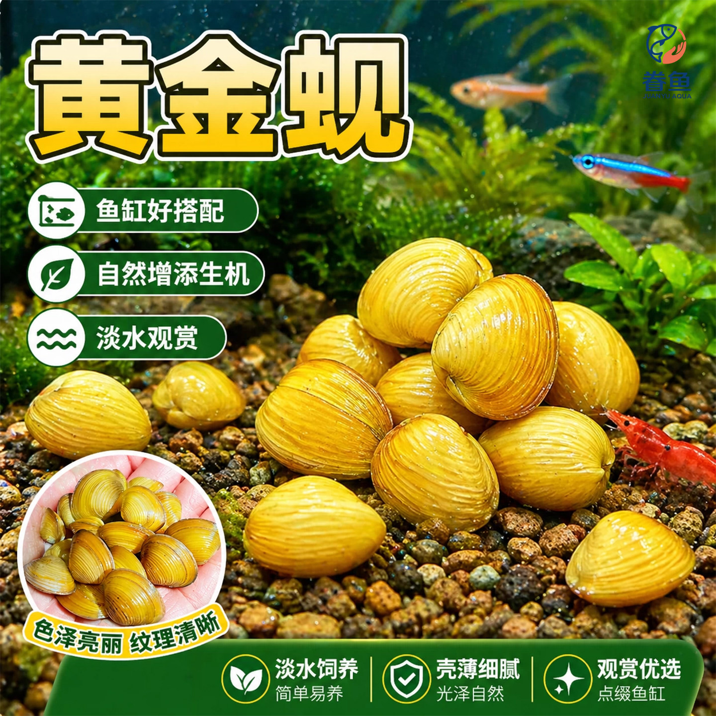 黄金蚬专吃鱼屎粪便净水河蚌冷水清道夫淡水观赏鱼清洁工具观赏螺