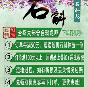 新品 临安斛苑石斛云南花卉铁皮y天宫稀有名贵兰花50多种带板植好