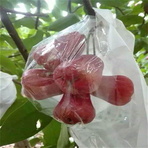 极速加厚开窗下掀式半透明莲雾套袋专用I袋洋蒲桃纸袋天桃扑通琏,鲜花速递/花卉仿真/绿植园艺,其它园艺用品,淘宝优惠券,粉丝福利购,淘宝优惠卷