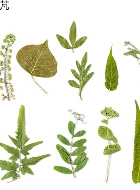 极速树叶植物标本天然干燥花压花DIFY写真贴脸装饰干燥花妆幼儿园