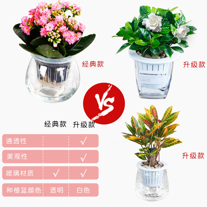 清凉盆栽组合 水培植物 室内绿植套装 园艺植物组合 花卉盆栽包邮