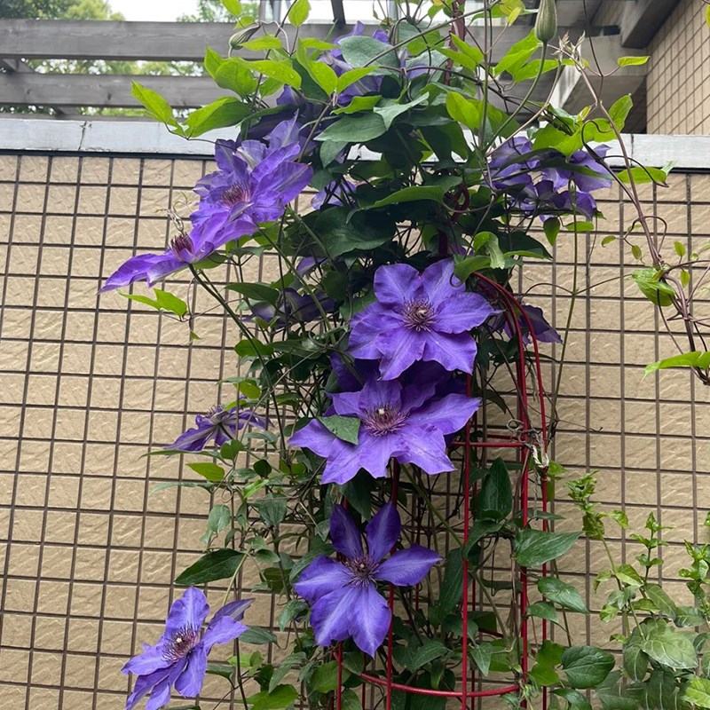 总统铁线莲花苗攀援阳台庭院花卉植物盆栽蓝紫色大花期长丰花藤本