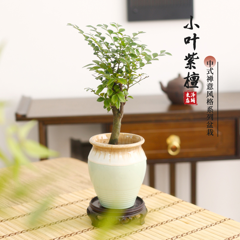 小叶紫檀盆景盆栽苗植物室内好养耐阴客厅阳台办公室桌面绿植