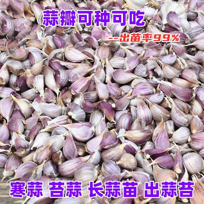 2024年紫皮蒜瓣寒蒜苔蒜蒜苗蒜苔独头二水早红根香蒜硬叶大蒜种子