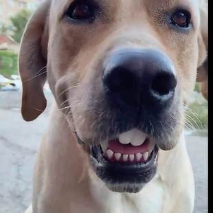 狗狗假牙宠物柯基狗狗玩具搞笑恶搞狗子土拨鼠兔子大门牙龅牙