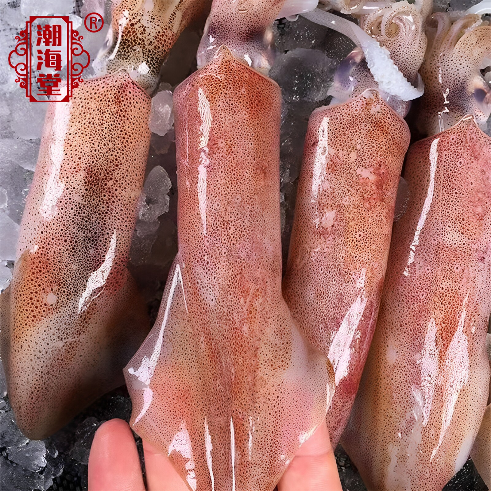 深海海钓大鱿鱼鲜活活冻海兔子大枪乌贼无泡水海鲜大笔管节日送礼