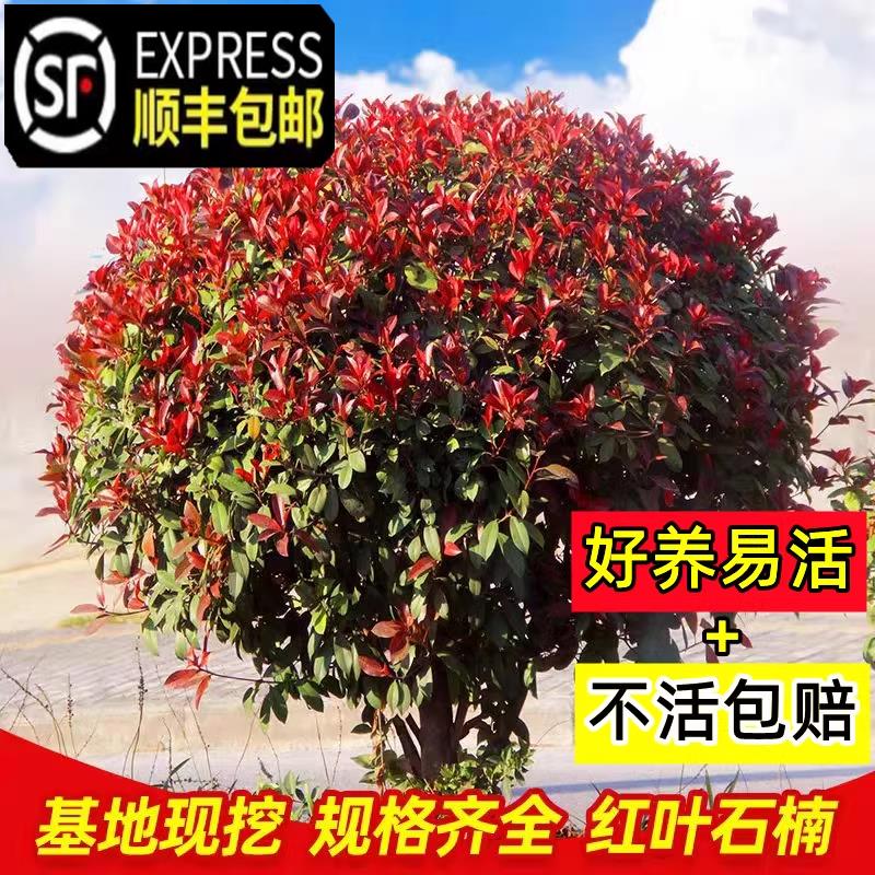 红叶石楠树苗篱笆苗小苗庭院园林绿化工程苗木红叶石楠造型球