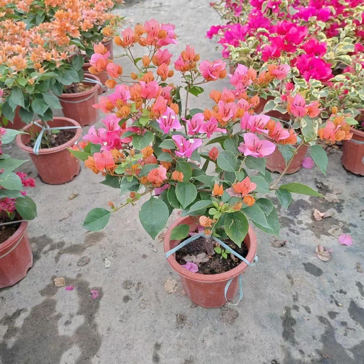 13【一物一拍】三角梅四季开 花勤花室内阳台庭院好养花卉基地直