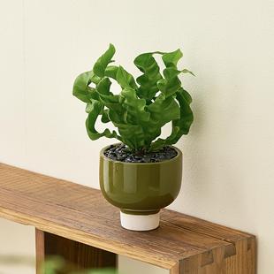 火焰鸟巢蕨类绿植物小盆栽室内桌面摆件净化空气去甲醛新家好养活