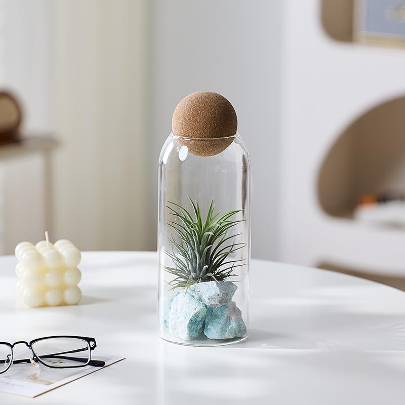 空气凤梨植物四季好养懒人净化空气办公室桌面工位微景观盆栽绿植