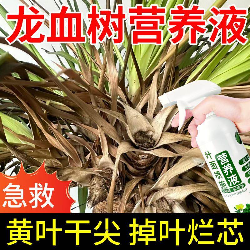 龙血树肥料专用肥营养液龙须树防叶子发黄干枯掉叶龙铁树盆载通用