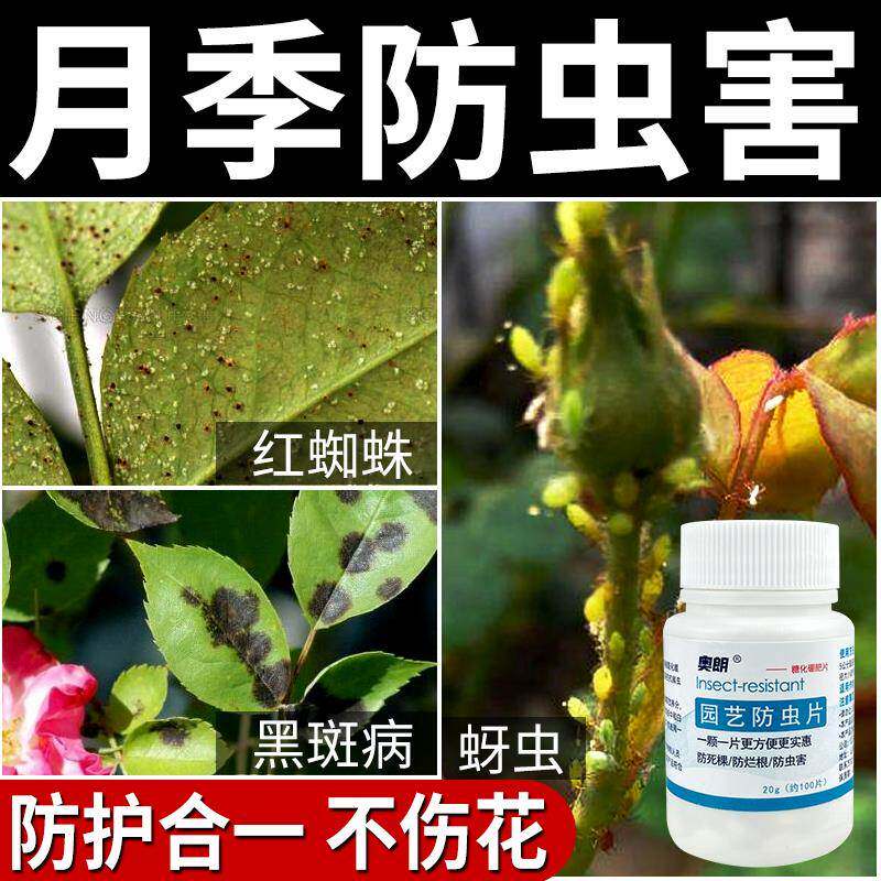 月季花病虫害常用药花卉植物黑斑病红蜘蛛杀虫剂糖化硼肥片防虫药