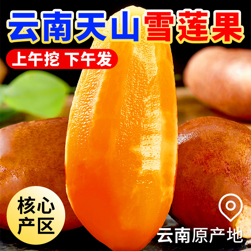 云南天山雪莲果10斤新鲜水果当季现挖脆甜红心雪连果时令大果整箱