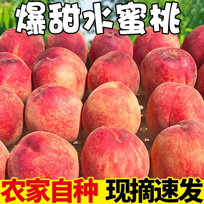 新鮮露天水蜜桃桃子當(dāng)季現(xiàn)摘水果冬桃軟毛桃子脆甜水密桃整箱包郵