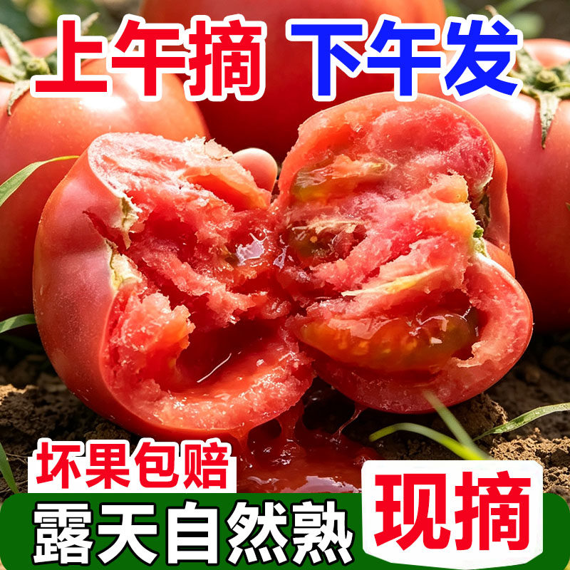 攀枝花米易露天沙瓤西红柿非普罗旺斯现摘新鲜自然熟生吃水果番茄