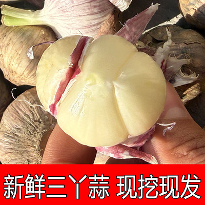 2026年农家紫皮三丫蒜新鲜三瓣蒜现挖湿蒜大蒜红皮蒜蔬菜非独头蒜