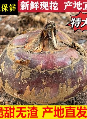 新鲜马蹄荸荠5斤 现挖特大果荸荠地梨地栗 应季当季水果时令整箱