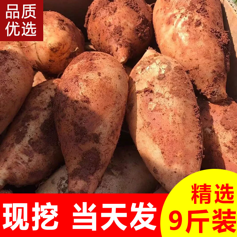 2026年新果精品新鲜云南天山黄肉雪莲果新鲜水果脆甜多汁9斤包邮