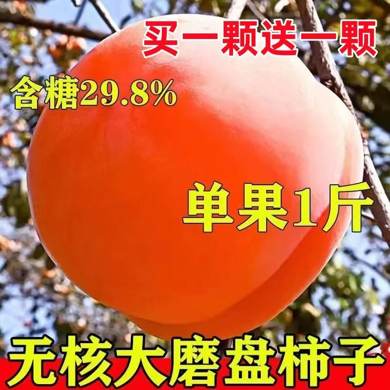 特大磨盘柿子树苗无籽中华