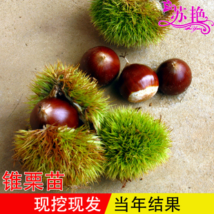 嫁接板栗树苗 锥栗苗 锥栗树苗 建瓯锥栗苗 尖栗子苗当年结果树苗