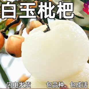 正宗白玉白沙枇杷苗嫁接果树 大五星琵琶特大枇杷树南北方种植