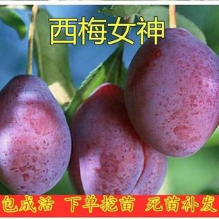 法兰西西梅皇后女神嫁接果树苗树苗盆栽李子当年结果南方北方种植