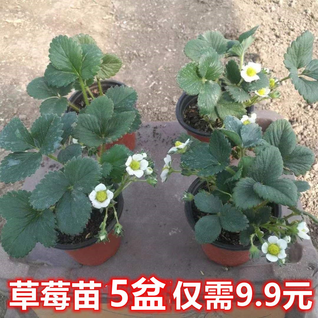 四季草莓苗盆栽带土果花穴