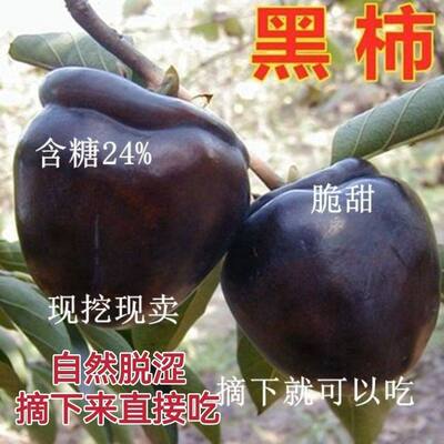 黑柿子树苗盆栽地嫁接特大