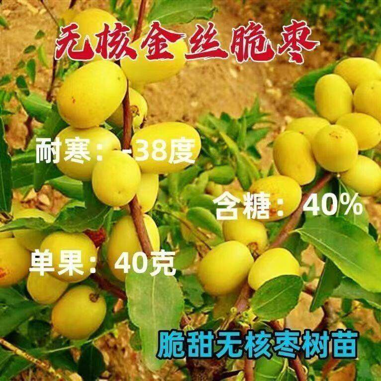 无核金丝脆枣苗脆枣子果树苗货阳台庭院南北方适种耐寒嫁接枣树苗