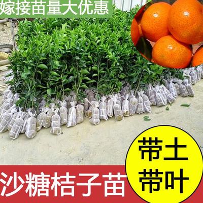 正宗嫁接广西沙糖桔子树苗