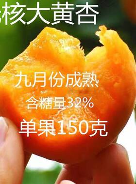晚熟无核大黄杏嫁接树苗甜