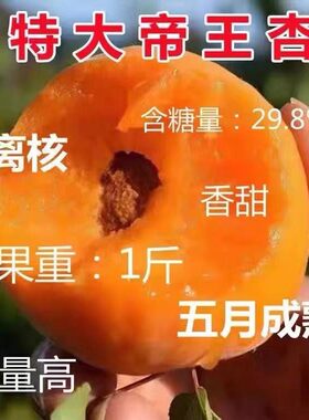 特大耐寒旱帝王杏树苗嫁接