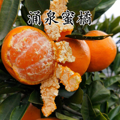 早熟无核涌泉蜜橘苗黄岩