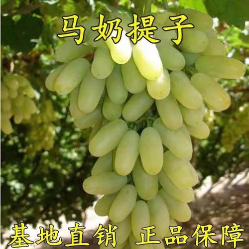 新疆马奶提子葡萄无籽青