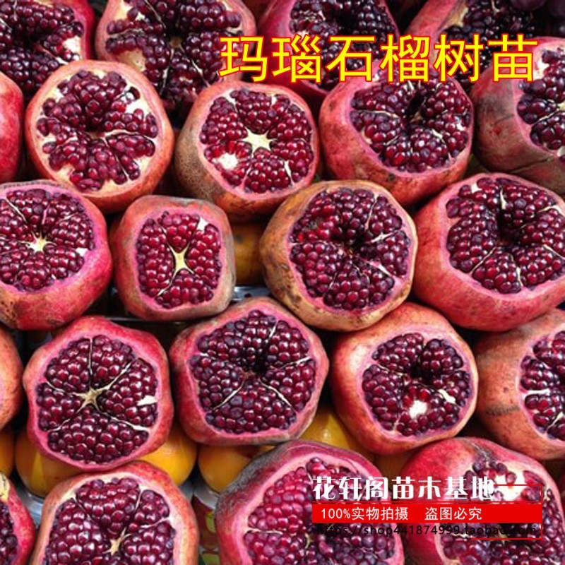 果树苗木石榴玛瑙当年结南