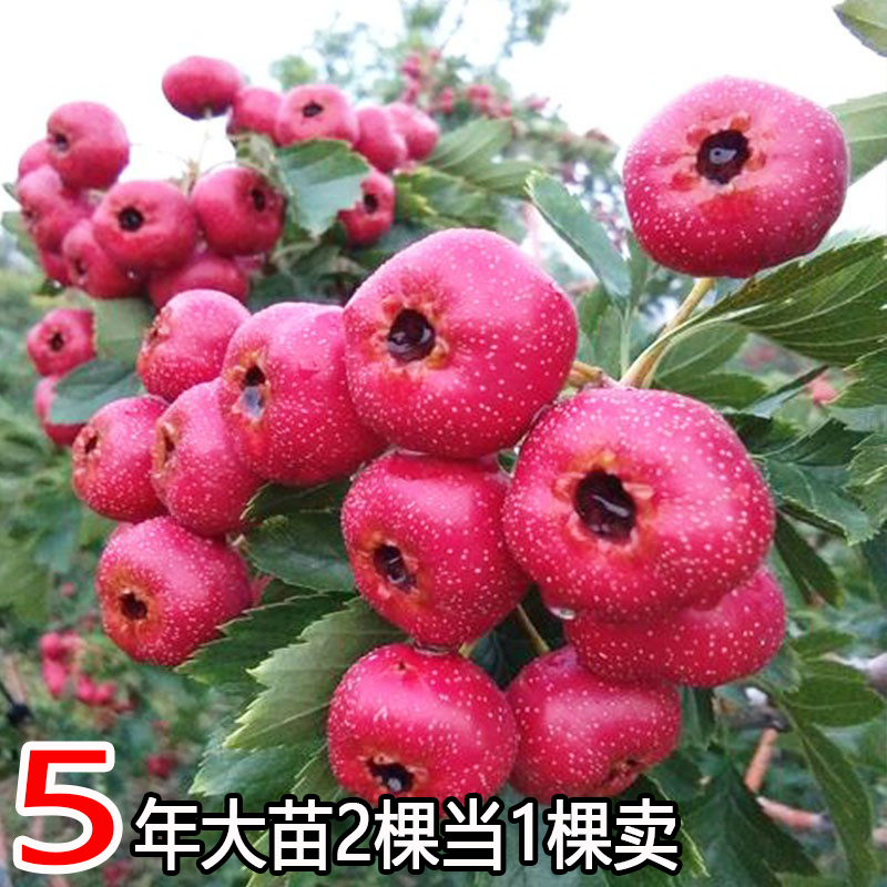 大山楂树果苗活金星五棱甜