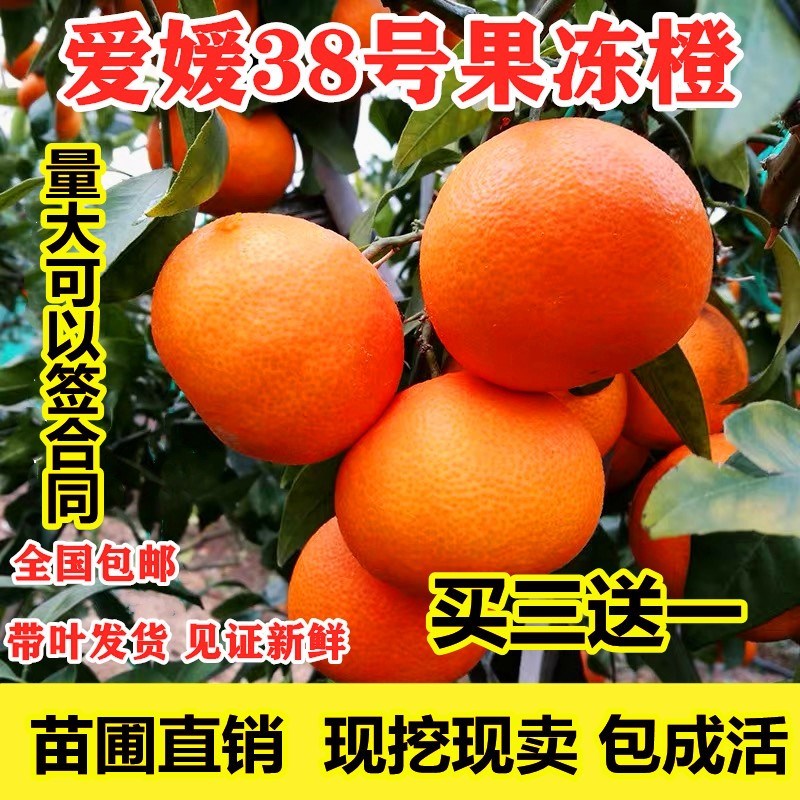 爱媛38号苗红美人嫁接柑