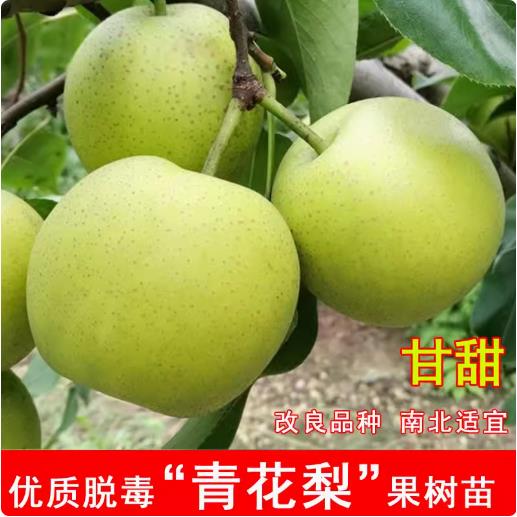 青花梨树苗嫁接果子早熟图片