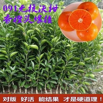 091无核沃柑果树苗嫁接香