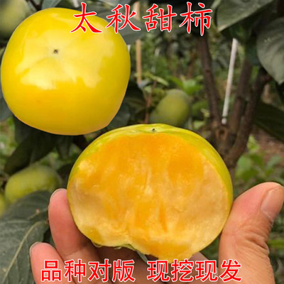 正宗太秋甜柿苗嫁接子树日