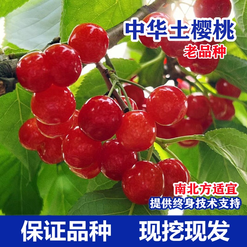 老品种樱桃树苖中华小苗盆
