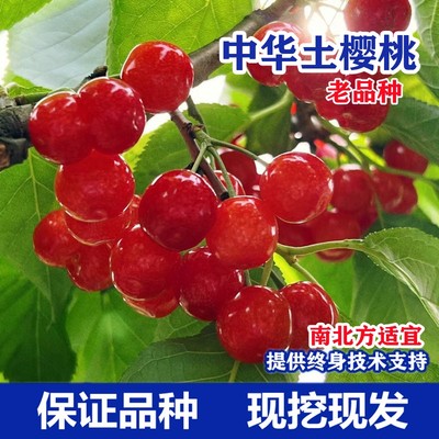 老品种樱桃树苖中华小苗盆