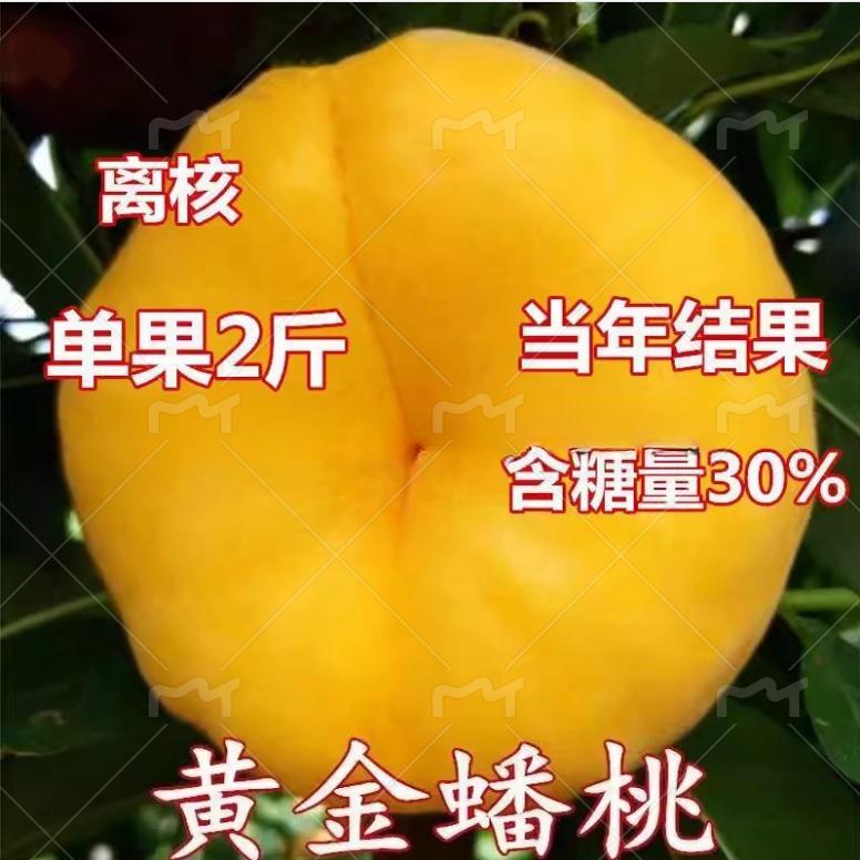 嫁接黄金蟠桃树苗特大南北