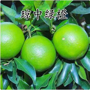 正宗海南琼中绿橙树苗橙子橙树树苗冰糖橙甜橙苗树苗南方种植嫁接