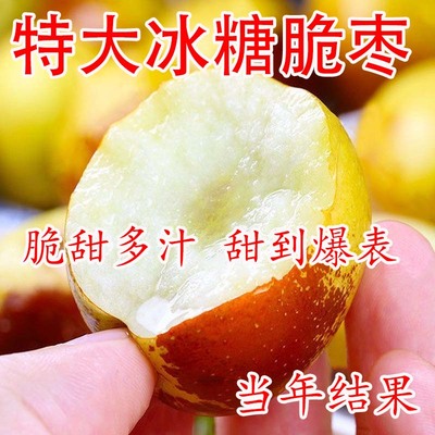 枣树活苗当年结果盆栽地特
