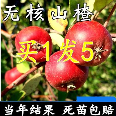 无核山楂树活苗嫁接甜红籽