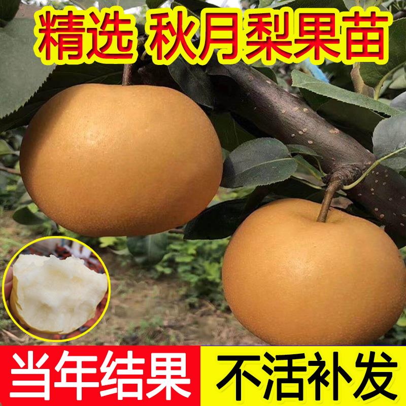 秋月梨树果苗嫁接早熟翠冠