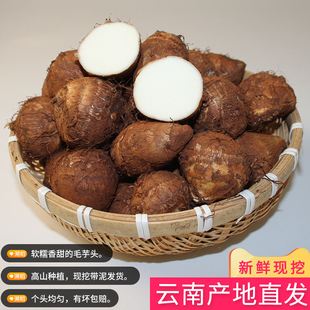 溯稻云南特产毛芋头新鲜现挖软糯芋仔香芋牛奶小芋头芋艿白芋头子